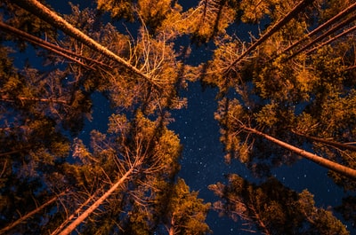星夜下褐色的树
